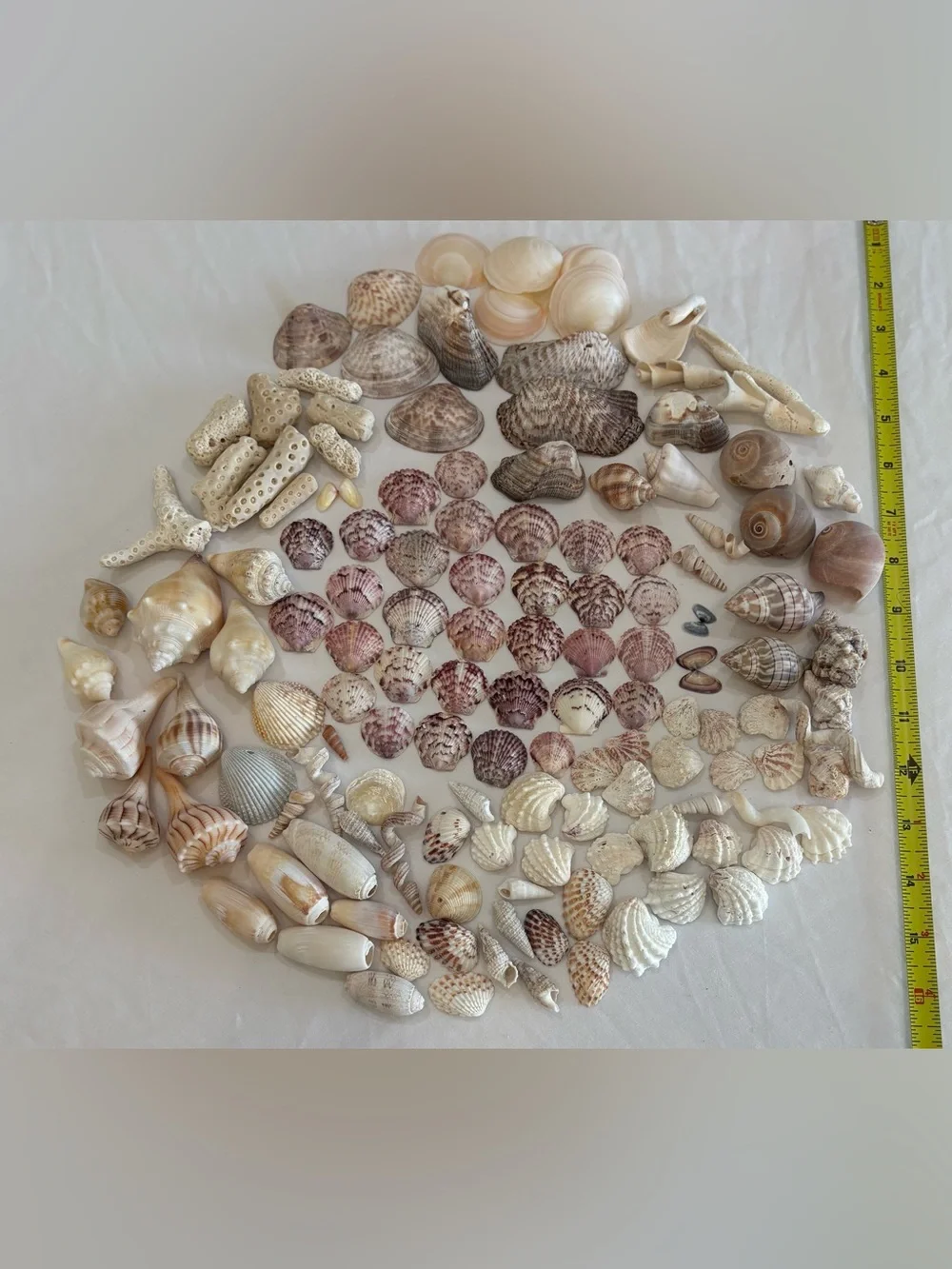 130 MIX SEASHELLS SHELLS SMALL - MID SIZE SANIBEL, FLORIDA CRAFT / COLLECT LOT